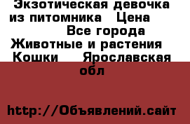 Экзотическая девочка из питомника › Цена ­ 25 000 - Все города Животные и растения » Кошки   . Ярославская обл.